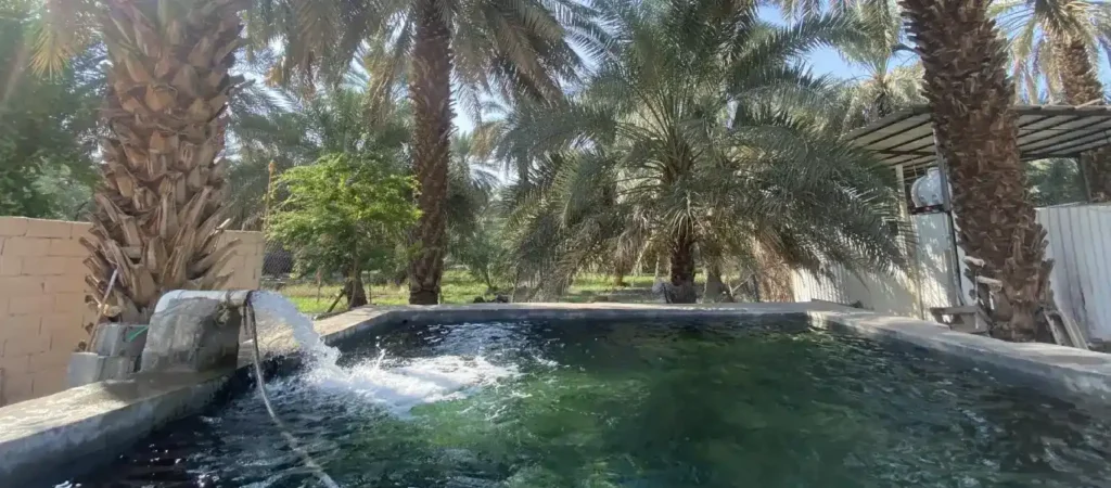Salman Al-Farsi Date Farm